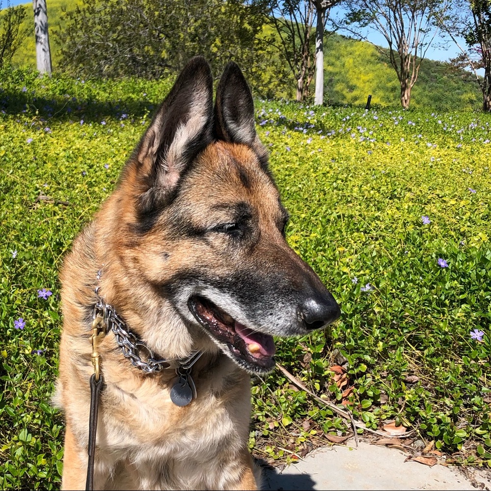 Meet your Posher, Sherrie